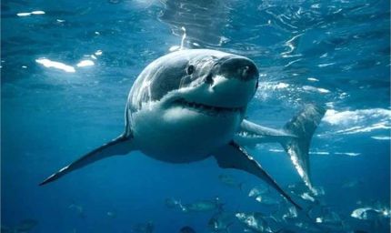 सिडनी का समुद्र तट खौफनाक बन गया: शार्क हमले में लॉन्ग रीफ बीच पर सर्फर की मौत