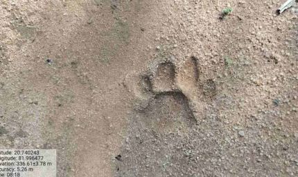 गरियाबंद में बाघ की दस्तक! पांडुका रेंज में मिले पंजे के निशान, वन विभाग ने जारी किया हाई अलर्ट