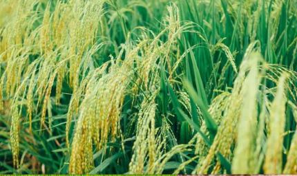 बालाघाट के चावल की विदेशी धूम, IR-64 और IR-36 से बने मोटे पारबॉइल्ड राइस की सात समंदर पार है डिमांड