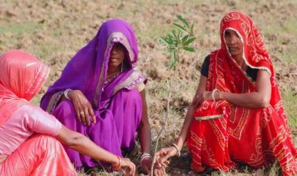 पौधे लगाने का काम शुरू: सिंगरौली, खंडवा, रायसेन और देवास में लक्ष्य से अधिक स्वीकृति