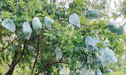 मोहाली अमरूद बाग मुआवजा घोटाले में ED का बड़ा एक्शन, 9.87 करोड़ की संपत्ति और शेयर अटैच