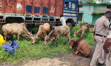 रायगढ़ में पुलिस की बड़ी कार्रवाई: आधा दर्जन से ज़्यादा मवेशी छुड़ाए, ड्राइवर फरार