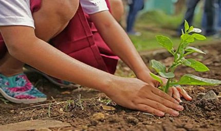 सेवा पर्व: यूपी में 15 लाख पौधरोपण कराएगी योगी सरकार