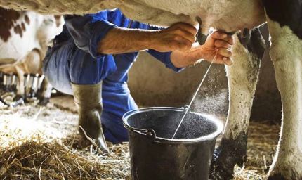 प्रदेश में 2 अक्टूबर से प्रारंभ होगा दुग्ध समृद्धि सम्पर्क अभियान