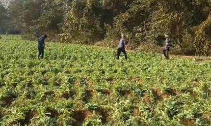 सरायकेला-खरसावां में पुलिस का प्री-कल्टीवेशन अभियान, ग्रामीणों ने अफीम खेती रोकने की शपथ ली