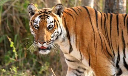 ऑल इंडिया टाइगर एस्टीमेशन वन्यजीव सर्वेक्षण की कार्यशाला