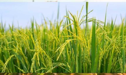 MP में खरीफ फसल की MSP खरीद शुरू, किसान तुरंत करें रजिस्ट्रेशन और बचें परेशानियों से