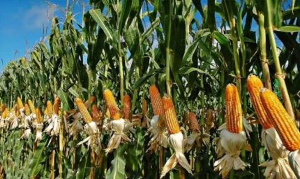 अमेरिका को भारत को मक्का बेचने की इतनी जल्दी क्यों? इथेनॉल की दौड़ है असली वजह?