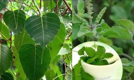 पितृपक्ष में इन पौधों का घर में होना क्यों है खास?