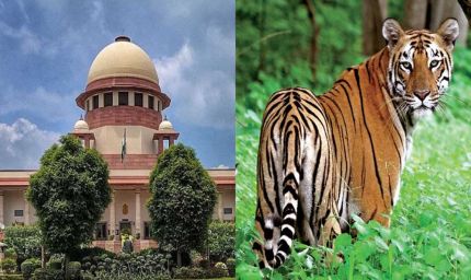 टाइगर शिकार पर सुप्रीम कोर्ट सख्त! MP-महाराष्ट्र से 4 हफ्ते में जवाब तलब, लगे संगठित शिकार के आरोप