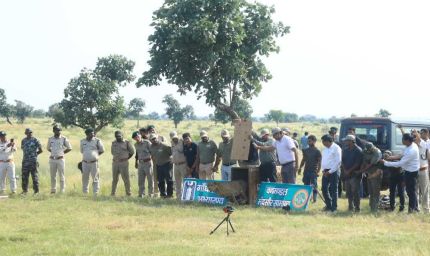 300 KM का सफर तय कर गांधी सागर पहुंची ‘धीरा’, अब दो नर चीतों के बीच होगा वाइल्ड लव ट्राएंगल