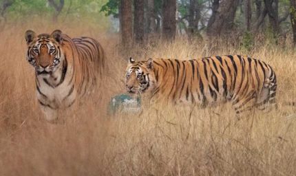 MP में बन रहा बाघों के लिए सुरक्षित कॉरिडोर, नौरादेही से बांधवगढ़ तक जुड़ेंगे 4 टाइगर रिजर्व