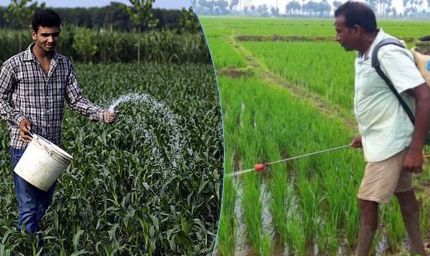 MP में खेती का रकबा घटा, लेकिन रासायनिक खाद की खपत पहुंची रिकॉर्ड स्तर पर