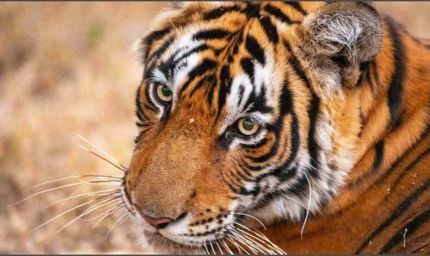 मध्य प्रदेश का बड़ा कदम: 10 बाघ होंगे ओडिशा, राजस्थान और छत्तीसगढ़ में ट्रांसलोकेट