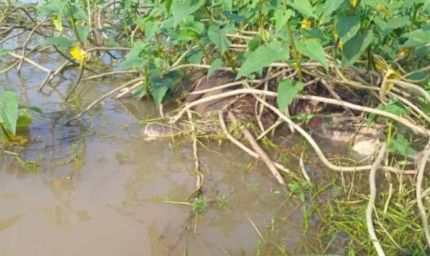 नदी में बहा हाथी का बच्चा, झाड़ी में फंसी मिली लाश