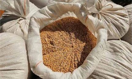 पाकिस्तान में बाढ़ के बाद भूख का संकट: पंजाब ने रोकी गेहूं की सप्लाई, KP में दाम 68% तक बढ़े