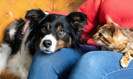 घर में पालतू की लड़ाई ने बढ़ाया तलाक का तनाव, पति ने कहा- अब और नहीं सहूंगा