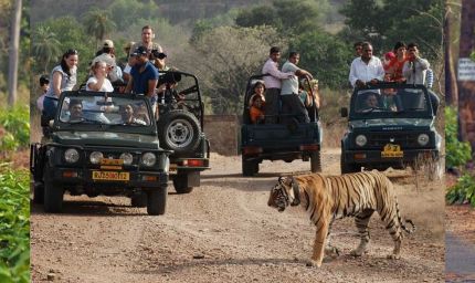जंगल सफारी की बुकिंग शुरू, कान्हा नेशनल पार्क फुल; सतपुड़ा में नए वाहनों के साथ सैर-सपाटा संभव
