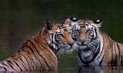 मध्यप्रदेश के बाघों की बढ़ी मांग, राजस्थान, छत्तीसगढ़ और ओडिशा के जंगलों में ट्रांसलोकेशन शुरू