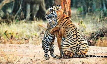 पेंच टाइगर रिजर्व के कोर एरिया के गेट 1 अक्टूबर से खुलेंगे, बढ़ेगा प्रवेश शुल्क