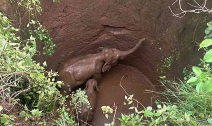 कुएं में फंसे दो हाथियों को बचाने के लिए वन विभाग ने शुरू किया रेस्क्यू ऑपरेशन