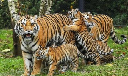 मध्य प्रदेश 6वीं बार बाघ गणना के लिए तैयार, पांच राज्यों के विशेषज्ञों ने माना बेस्ट