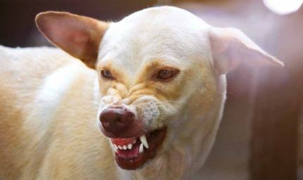 रांची में खौफनाक कुत्ता: 17 लोगों पर कर चुका है हमला , लोग दहशत में