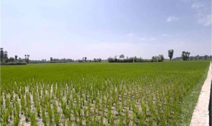 बाढ़ ने तबाही मचाई, किसानों की मांगों ने उठाए नए सवाल!