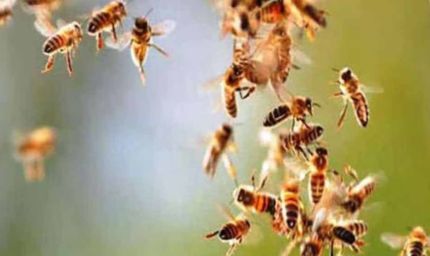 BSP माइंस में मधुमक्खियों का हमला: 11 कर्मचारी घायल