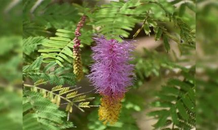 दशहरे पर शमी पूजन का महत्व: विजय, समृद्धि और सौभाग्य का रहस्य