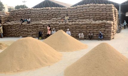 पश्चिमी यूपी में पहली अक्टूबर से होगी धान खरीद, साढ़े 23 हजार से अधिक किसानों ने कराया पंजीकरण