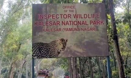 कलेसर नेशनल पार्क में वापस जंगल की सैर, 7 दिन मुफ्त एंट्री के साथ मानसून के बाद का मज़ा