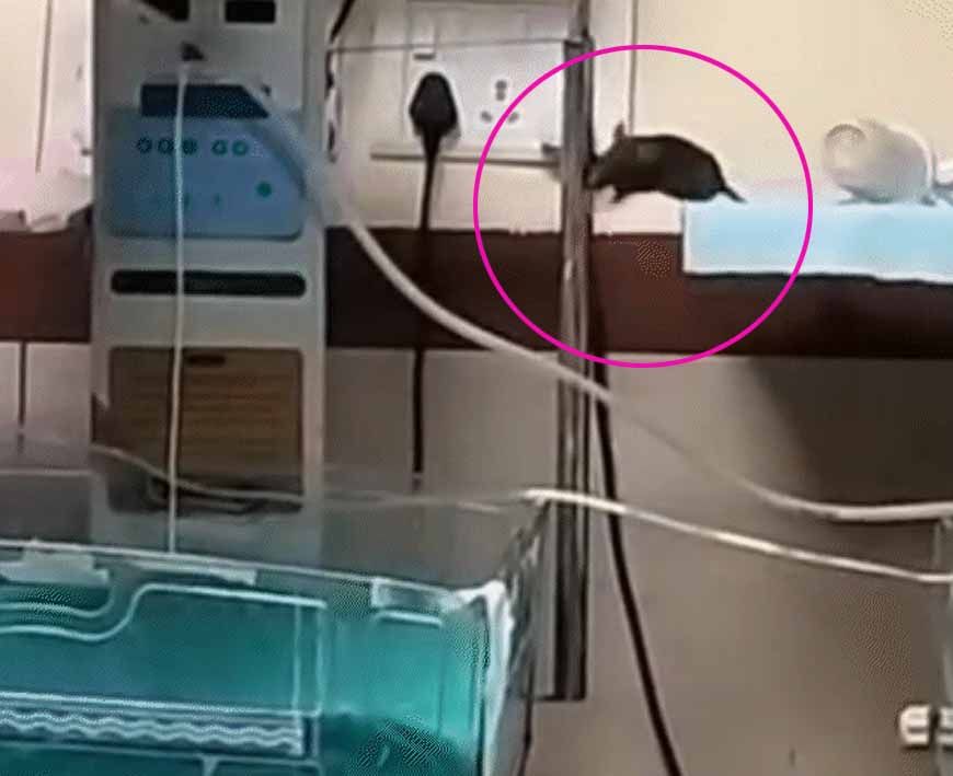 इंदौर: नवजात बच्चों को चूहों ने कुतर दिया, NICU में भयावह हालात