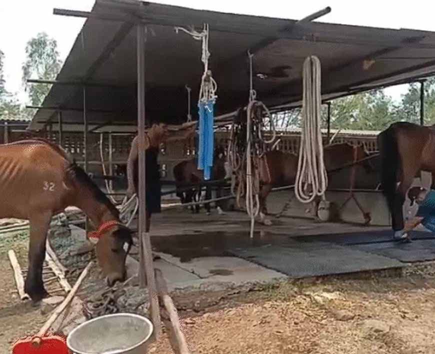 जबलपुर: 19 घोड़ों की मौत, मालिक और हैदराबाद कंपनी पर पशु क्रूरता का केस