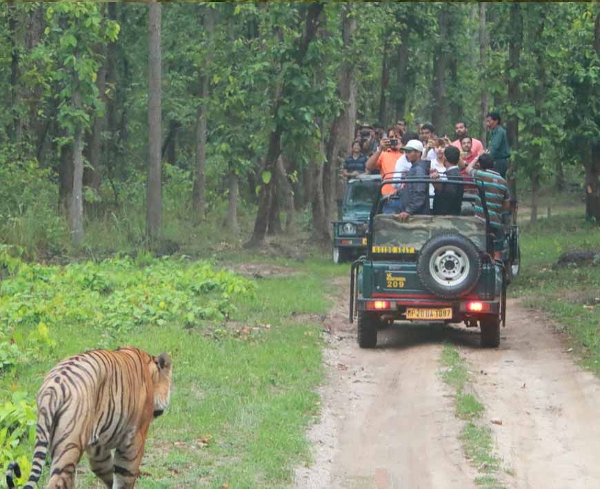कान्हा नेशनल पार्क: अब बिना वेटिंग होगी टाइगर सफारी, खुला नया गेट