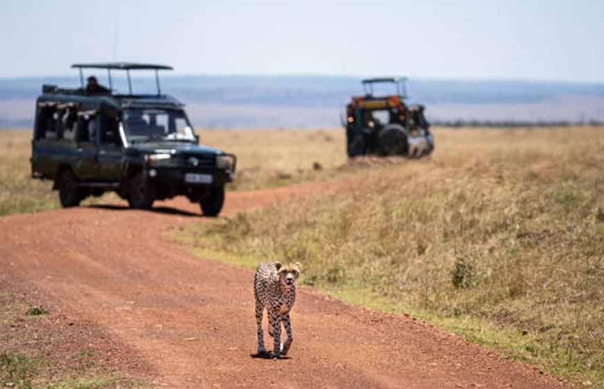कूनो में खुलेंगे पर्यटकों के लिए गेट, MP में जल्द शुरू होगी चीता सफारी