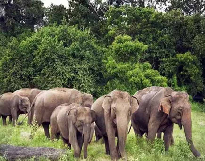 कुल्लू, रांची में हाथियों का कहर: झुंड ने घर किया तबाह, परिवार बेघर
