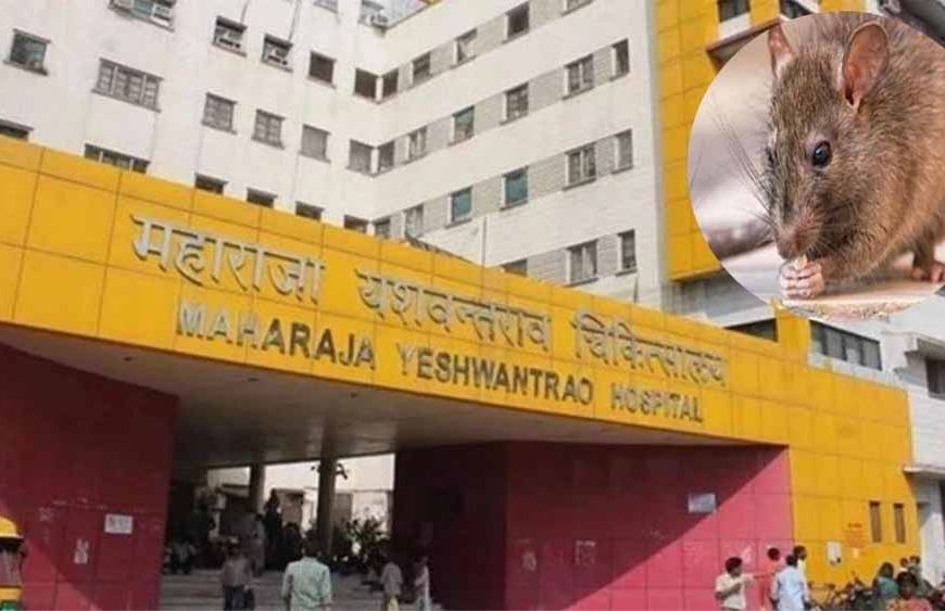 इंदौर MY अस्पताल में दो नवजातों पर चूहों का हमला, पहले भी हो चुकी ऐसी घटनाएं