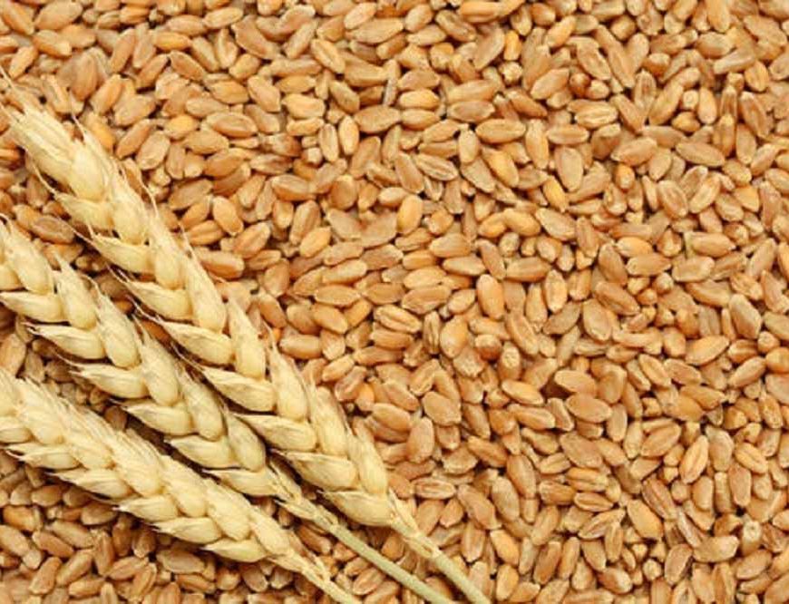 ग्लूटेन फ्री गेहूं का नया बीज तैयार, एलर्जी वाले मरीज खा सकेंगे रोटी