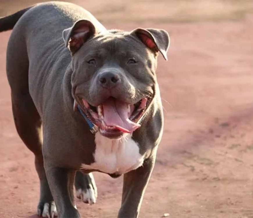 पड़ोसन से मिलने गई महिला पर पिटबुल का हमला, जबड़े में फंसा हाथ – CCTV फुटेज वायरल