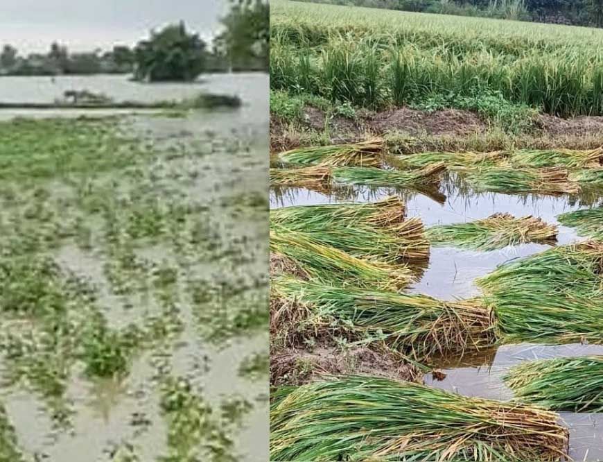 हरियाणा किसानों के लिए खुशखबरी: बाढ़ नुकसान का मुआवजा मिलेगा, यहां करें दावा