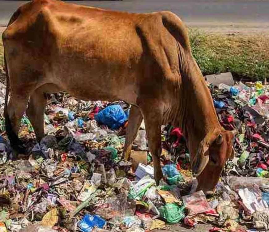 हैरान करने वाला मामला: गाय के पेट से निकले 28 किलो प्लास्टिक, 41 कीलें और अजीब चीजें!