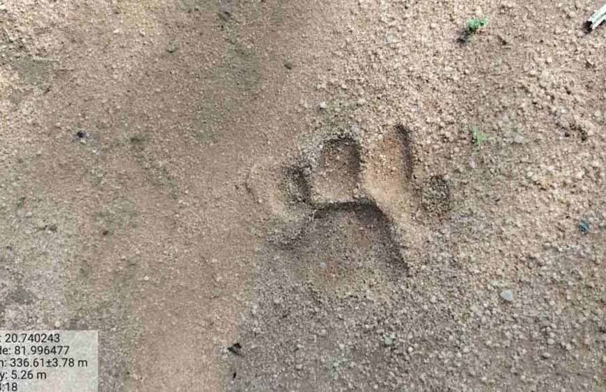 गरियाबंद में बाघ की दस्तक! पांडुका रेंज में मिले पंजे के निशान, वन विभाग ने जारी किया हाई अलर्ट