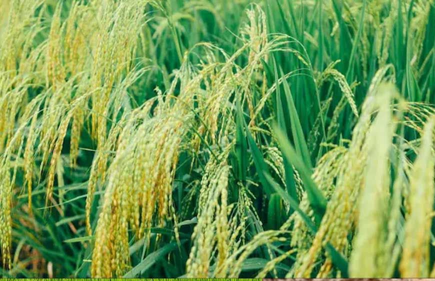 बालाघाट के चावल की विदेशी धूम, IR-64 और IR-36 से बने मोटे पारबॉइल्ड राइस की सात समंदर पार है डिमांड