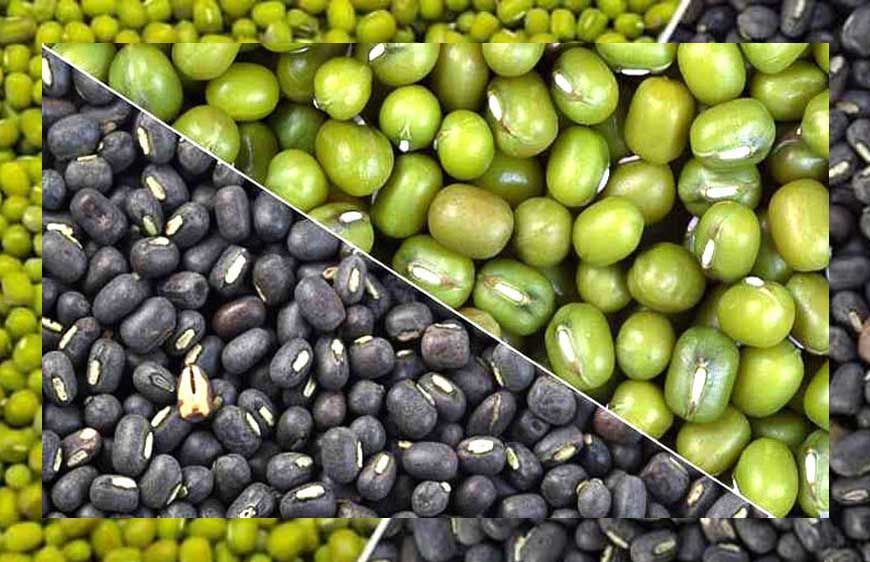 जबलपुर में मूंग-उड़द खरीद घोटाला, समिति से जुड़े लोगों ने उड़ाए पौने दो करोड़