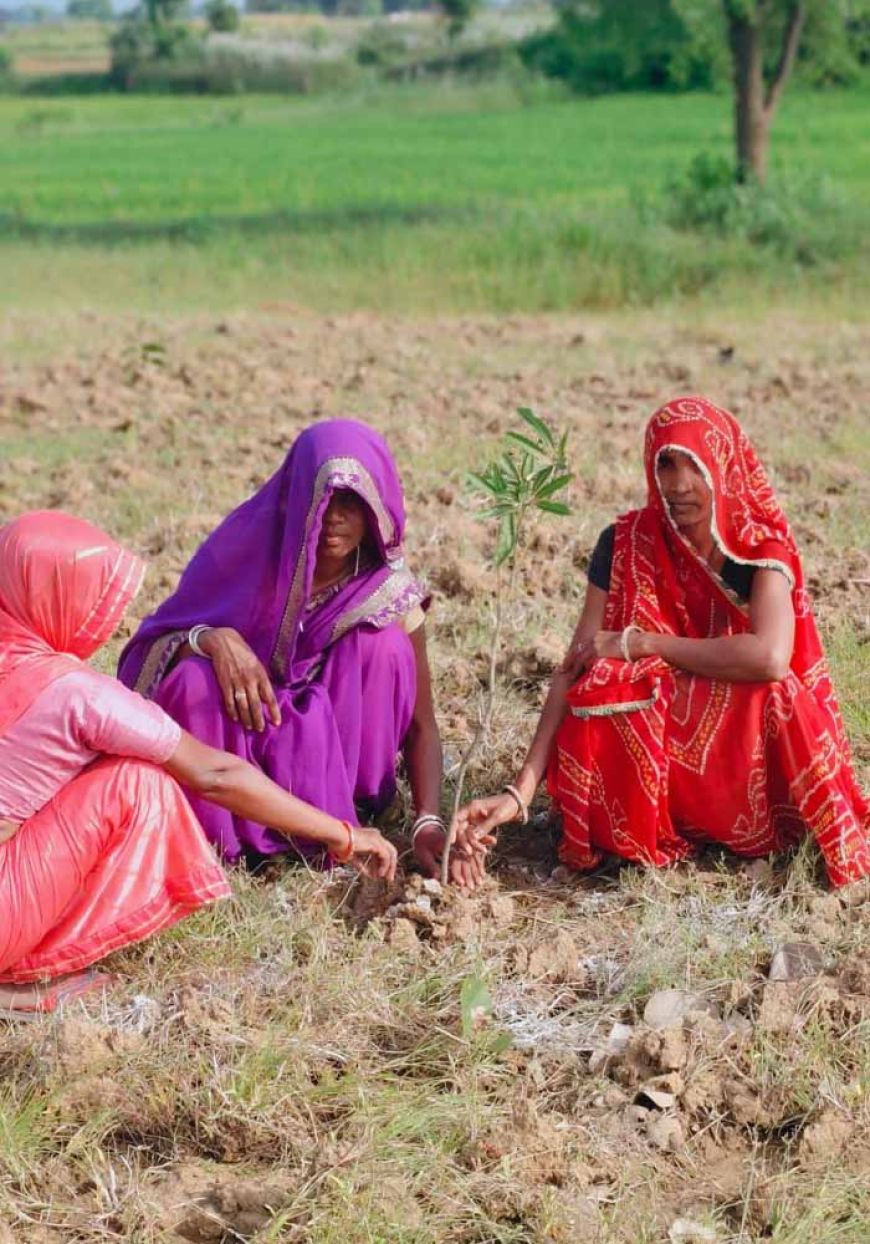पौधे लगाने का काम शुरू: सिंगरौली, खंडवा, रायसेन और देवास में लक्ष्य से अधिक स्वीकृति
