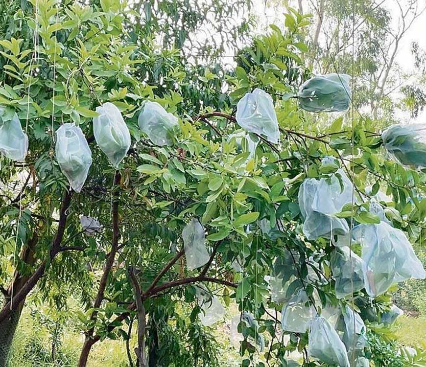 मोहाली अमरूद बाग मुआवजा घोटाले में ED का बड़ा एक्शन, 9.87 करोड़ की संपत्ति और शेयर अटैच