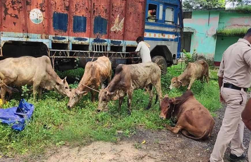 रायगढ़ में पुलिस की बड़ी कार्रवाई: आधा दर्जन से ज़्यादा मवेशी छुड़ाए, ड्राइवर फरार
