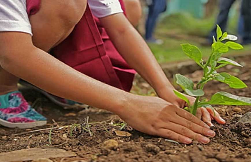 सेवा पर्व: यूपी में 15 लाख पौधरोपण कराएगी योगी सरकार