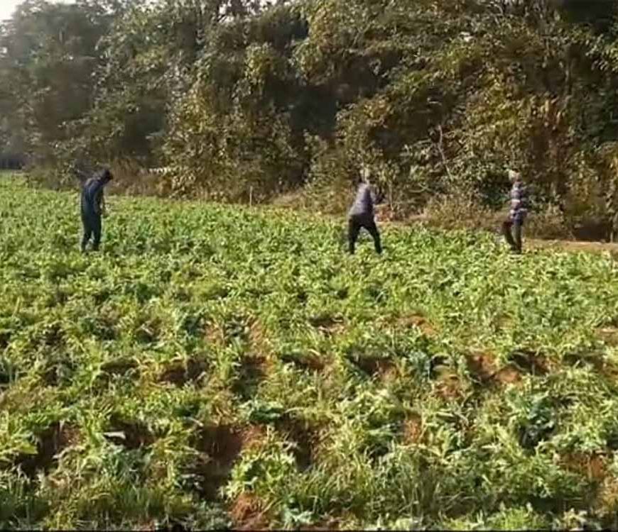 सरायकेला-खरसावां में पुलिस का प्री-कल्टीवेशन अभियान, ग्रामीणों ने अफीम खेती रोकने की शपथ ली